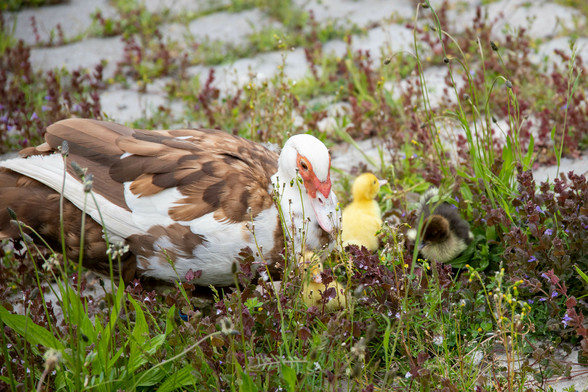 Eine braun-weiß gefleckte Mama Ente liegt im wilden Gras auf einen Steinplatz. Rechts von ihr ist ein gelbes und ein braunes Küken 