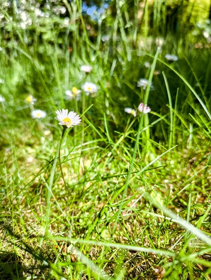 Ein paar Gänseblümchen im hohen Gras in der Sonne