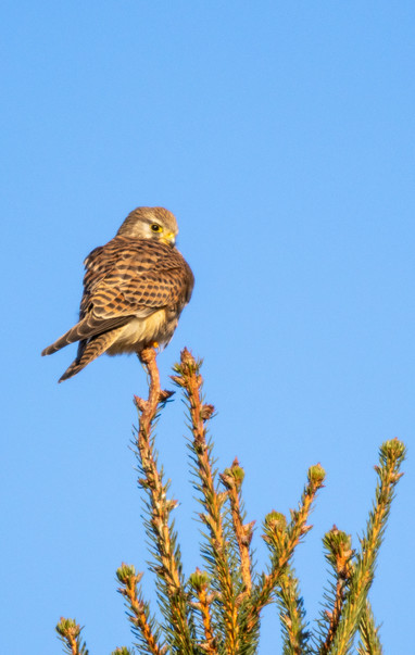 Ein Rotmilan Falke, ein mittelgroßer Falke mit braunschwarzen Federn sitzt vor blauem Himmel auf Ästen einer Tanne.