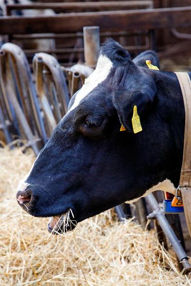 Ein Foto einer Kuh mit schwarzem Fell, zwischen den Augen bis zum Kopf ein weißer Fleck zwischen dem schwarzem Fell. 
Die Kuh ist von der Seite fotografiert und sie kaut auf Heu herum, im Hintergrund Gestänge von einem Stall