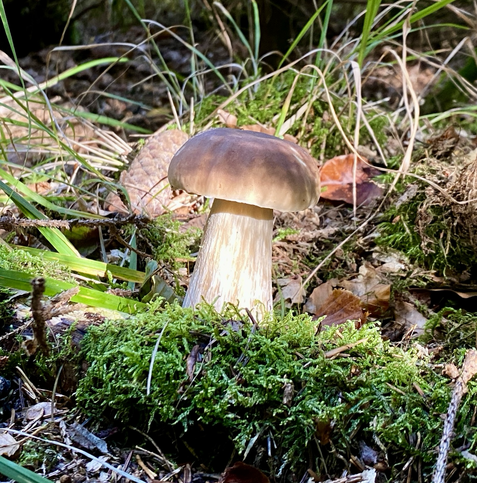 Ein Steinpilz im Wald.