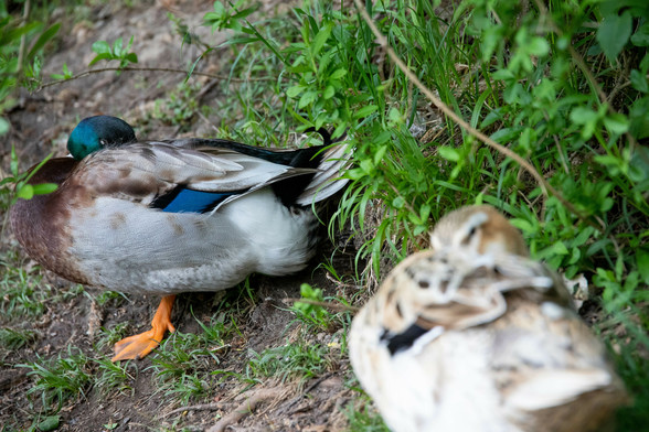 Links scharf ein Entrich, der sein Kopf in seine Federn gesteckt hat. Rechts im unteren Bereich des Fotos unscharf eine Ente die auch den Kopf unter ihre Federn gesteckt hat. 